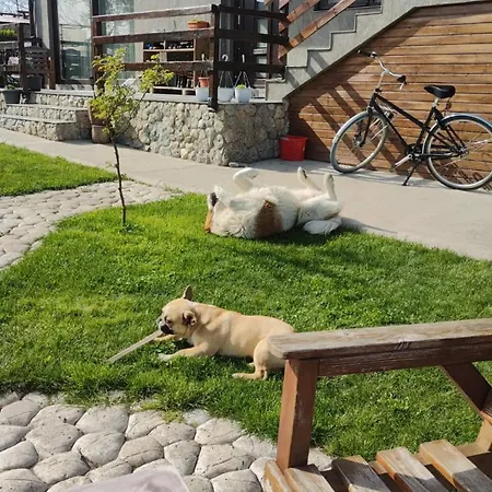 Casa Vlad Гостевой дом